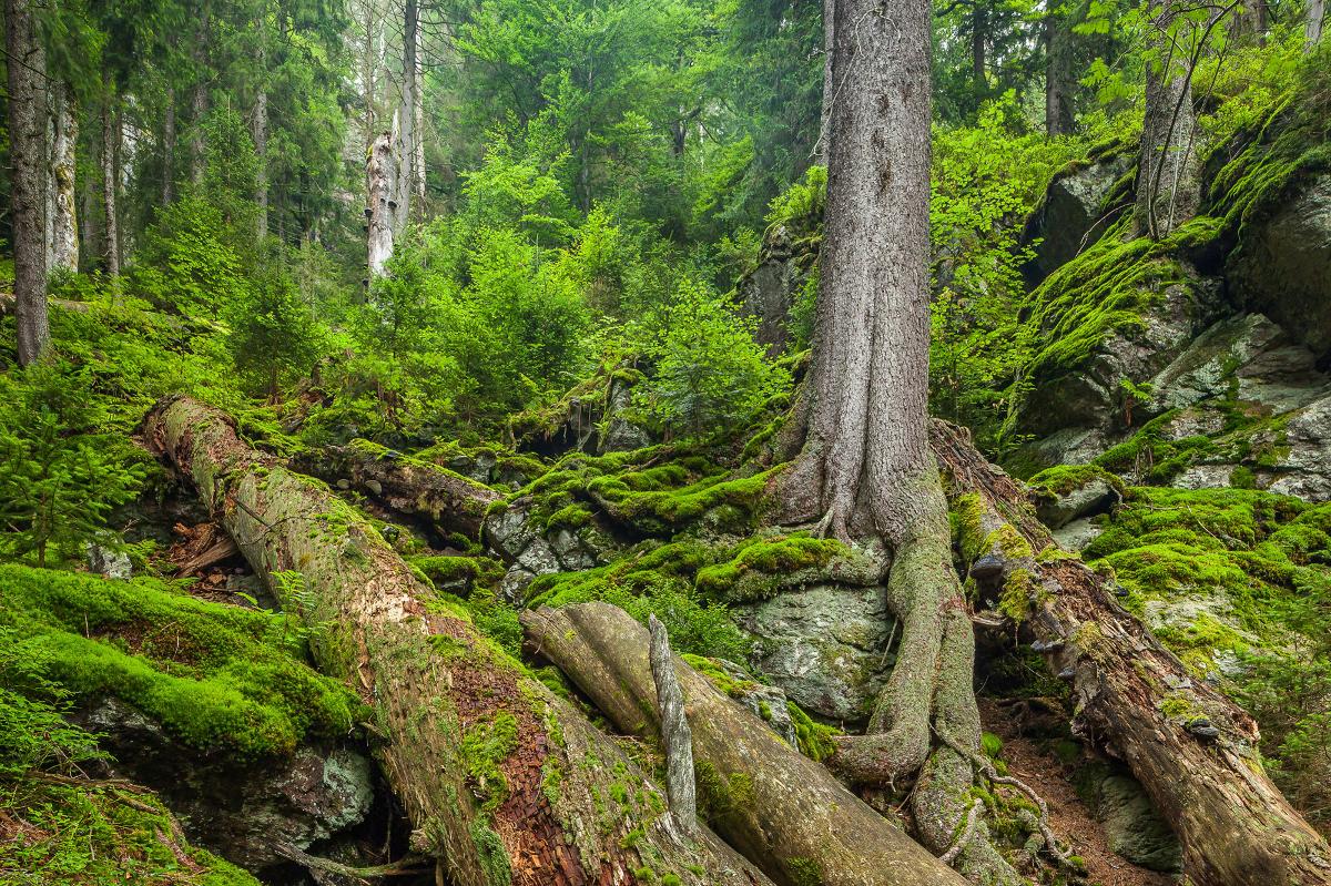 14 08 2018 14 08 2018 Durch Den Urwald Zum Haus Zur Wildnis