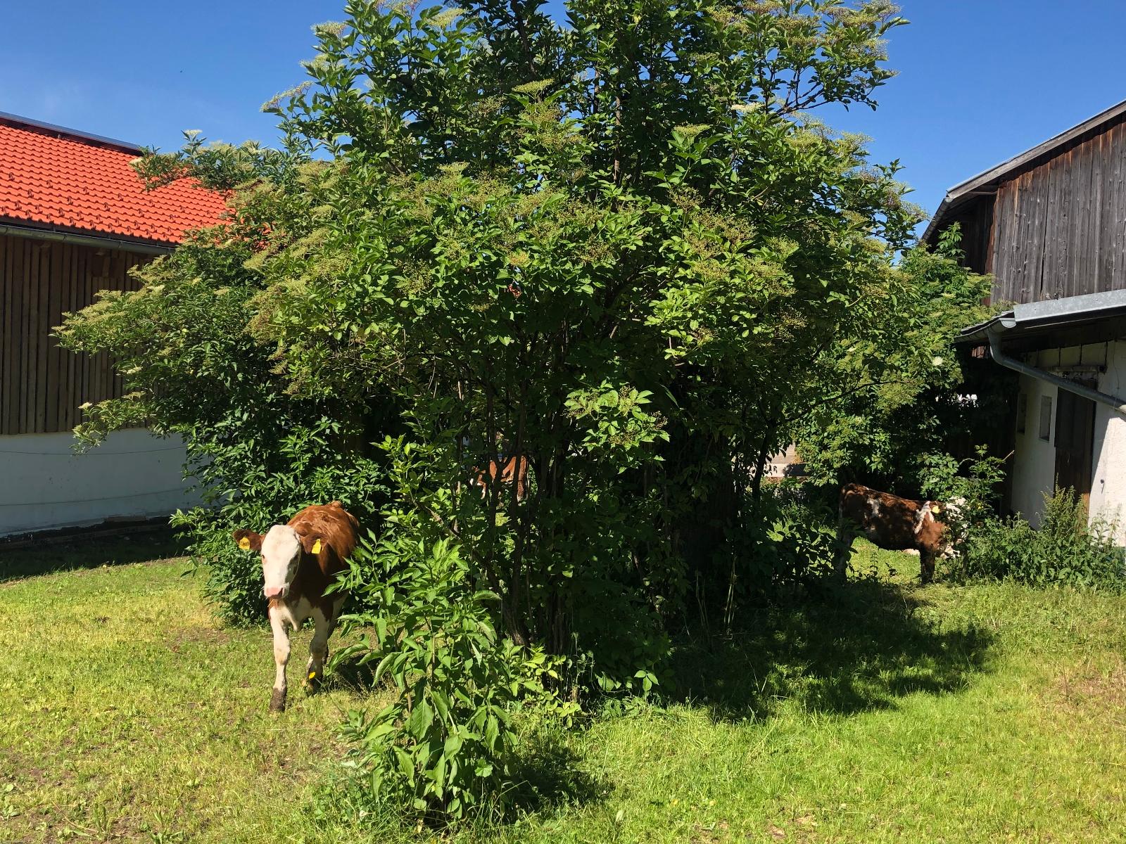 Biohof Weiderer in Lindberg