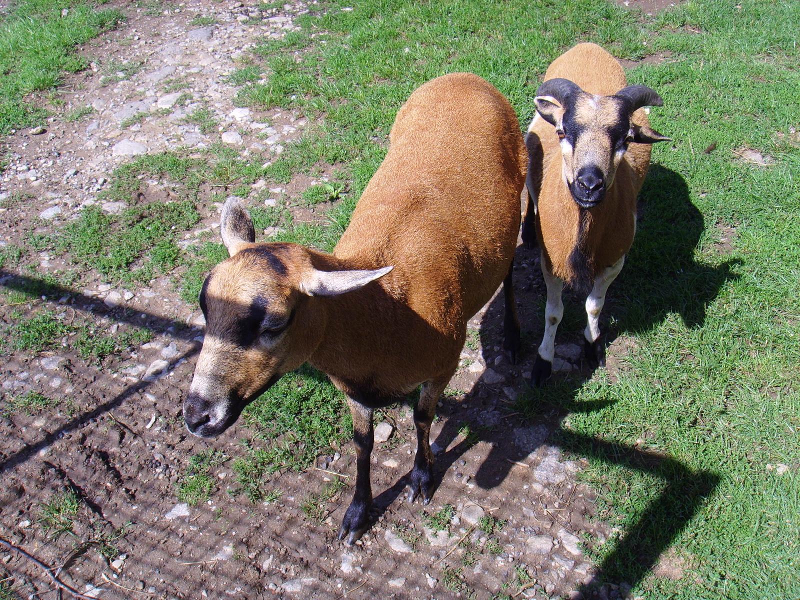 Urlaub auf dem Bauernhof in Lam