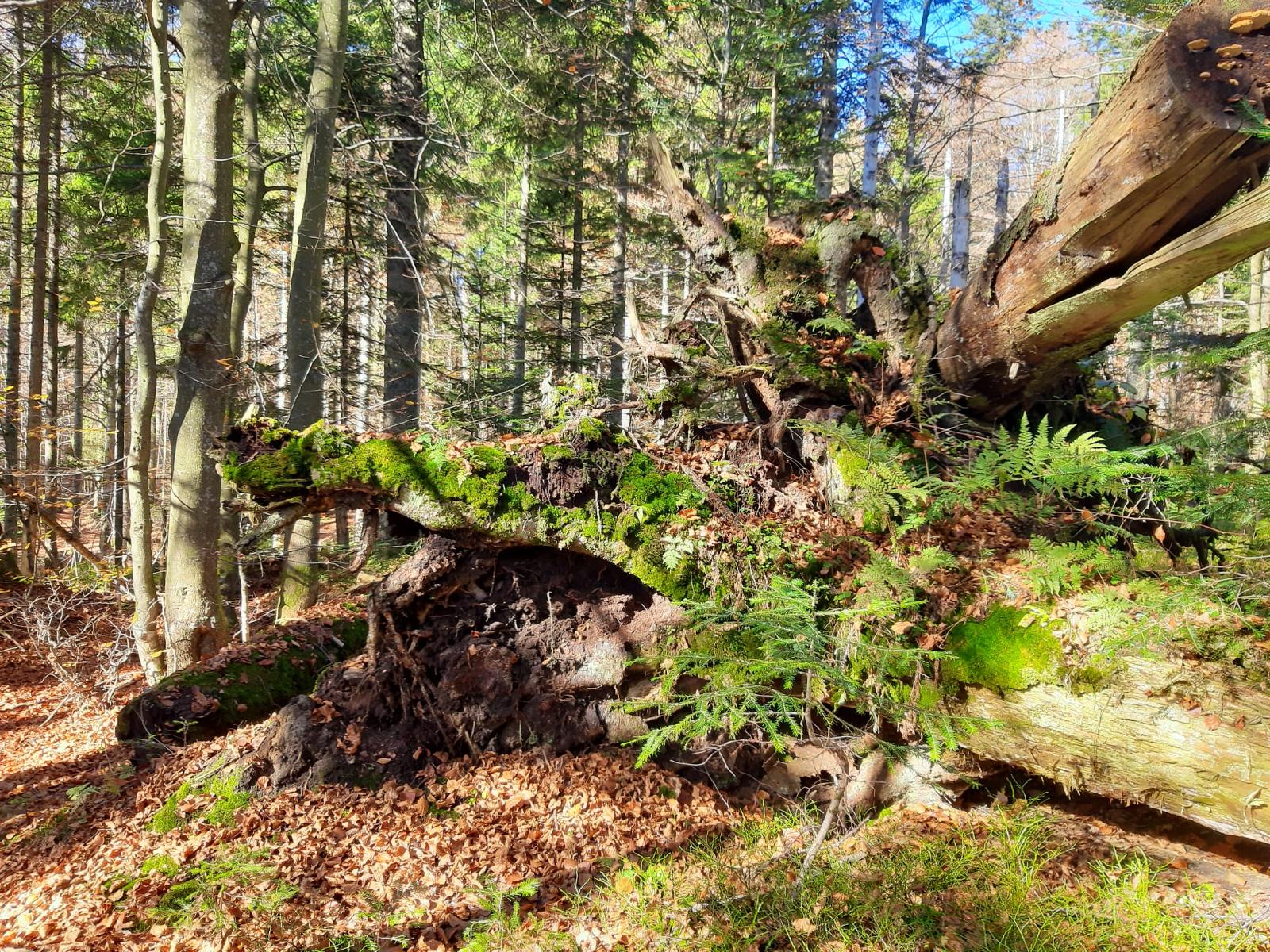 Blockhaus am Baumwipfelpfad in Neuschönau