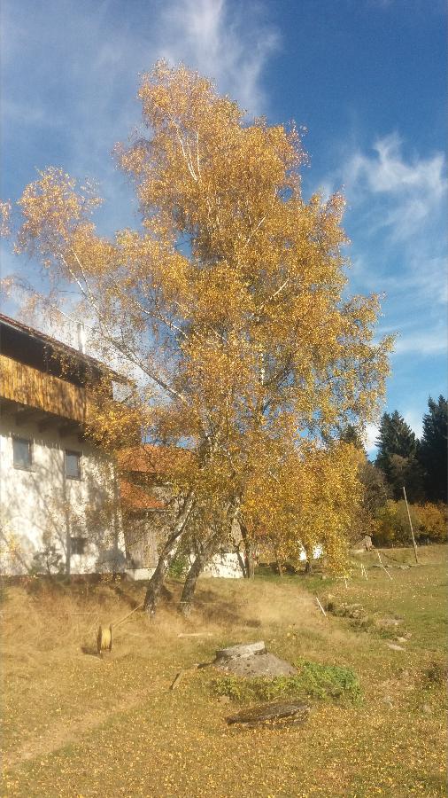 Haidberg-Hof in Sankt Englmar