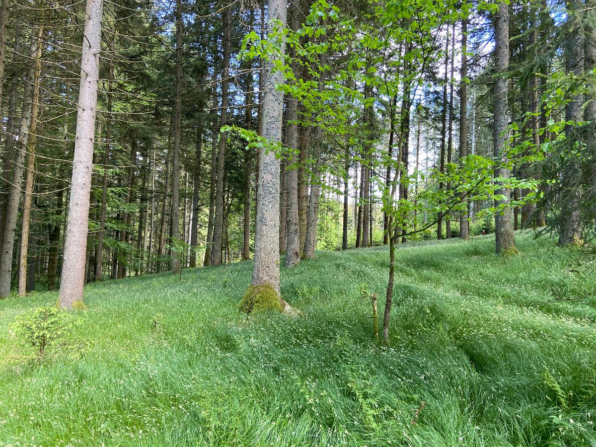 Ferienhaus Plattenstein in Kirchberg i. Wald