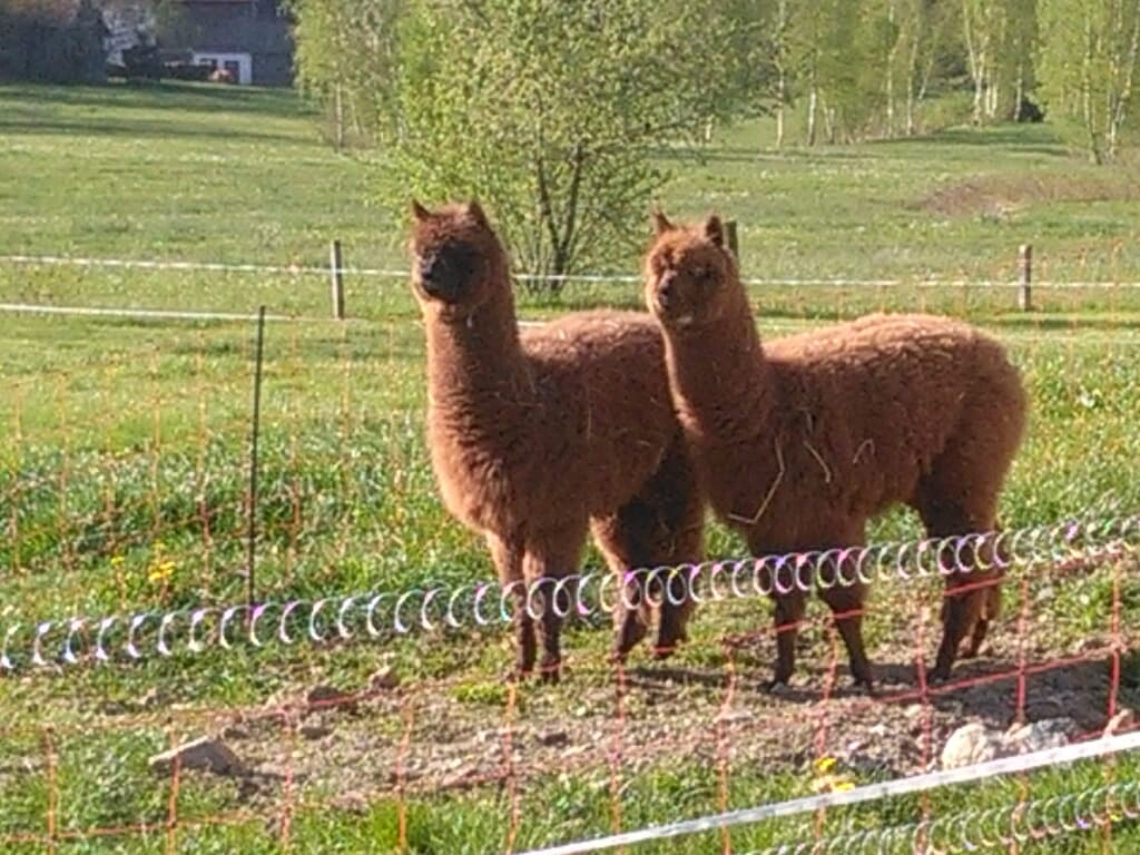 Familie Meimer in Bad Kötzting