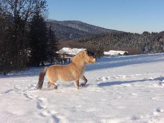 Urlaub auf dem Haberlhof in Lohberg