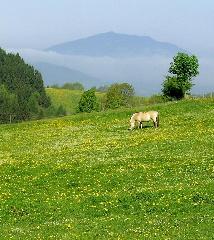 Urlaub auf dem Haberlhof in Lohberg