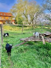 Feriendorf Schwarzholz * - ***** in Viechtach