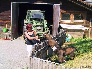 Berghof Kopp in Drachselsried