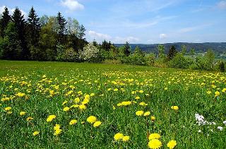 Pension Wiesengrund in Altschönau