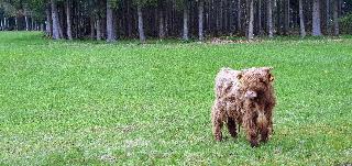 Feriengut  Zum Fürst´n  in Eppenschlag