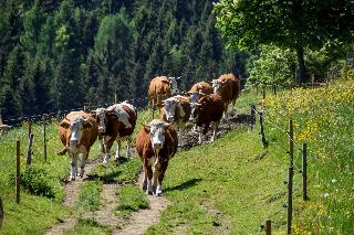 Urlaub auf dem Haberlhof in Lohberg