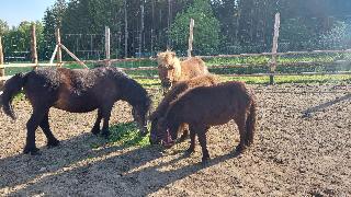 Ferienhof Jägersteig in Waldmünchen