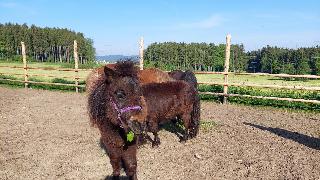 Ferienhof Jägersteig in Waldmünchen