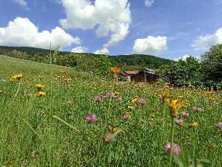 Ferienhof Irlmühl in Schwarzach