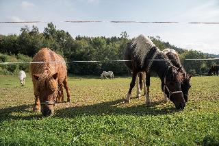 Kinderparadies + Bio-Bauernhof in Schönberg