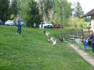 Kinderparadies + Bio-Bauernhof in Schönberg