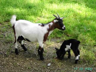 Kinderparadies + Bio-Bauernhof in Schönberg