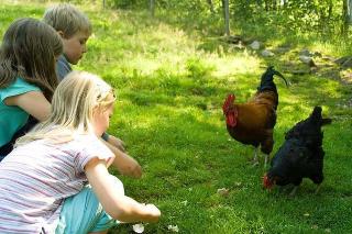 Kinderparadies + Bio-Bauernhof in Schönberg