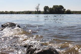 Pension zum Donauufer in Bogen