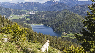 Blockhäuser & Chalets Bayerischer Wald  in Bad Kötzting