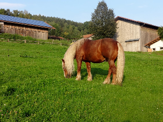 Urlaub auf dem Haberlhof in Lohberg