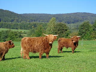 Ferienhof Feiner in Furth im Wald