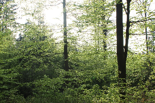 Zur Waldesruh in Waffenbrunn