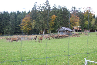 Zur Waldesruh in Waffenbrunn