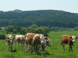 Landhotel Großeiberhof in Waldmünchen