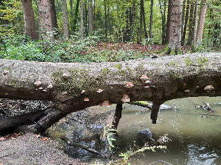 Chambtaler Hof in Runding